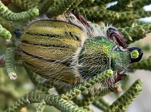 Punctate Little Bear Scarab Beetle photo 4