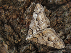 Agriopis dira