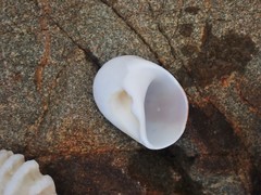 Polinices powisianus
