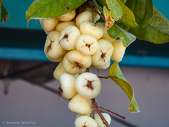 Syzygium samarangense