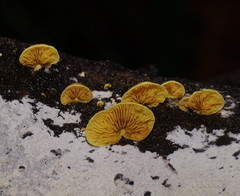 Crepidotus stromaticus