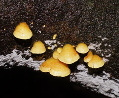 Crepidotus stromaticus