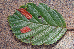 Coleophora binderella