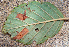 Coleophora binderella