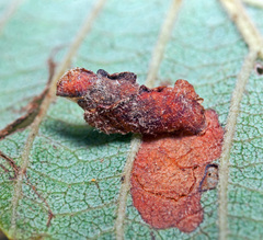 Coleophora binderella