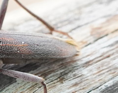 Phoracantha odewahnii