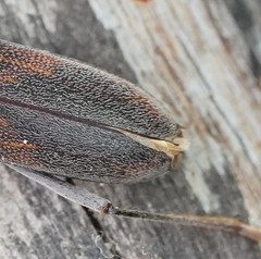 Phoracantha odewahnii