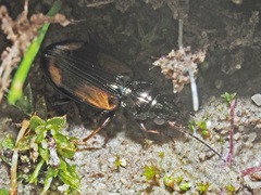 Bembidion bualei