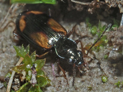 Bembidion bualei