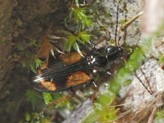 Bembidion bualei
