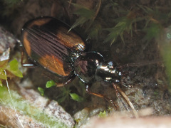 Bembidion bualei