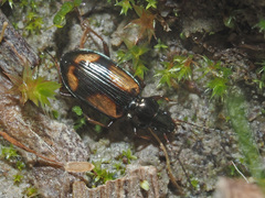Bembidion bualei