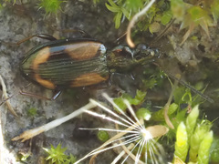 Bembidion bualei