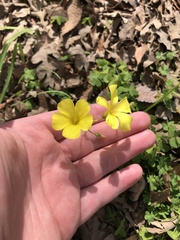 Oxalis pes-caprae