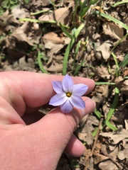 Ipheion uniflorum