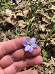 Ipheion uniflorum