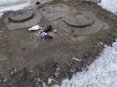 Columba livia domestica