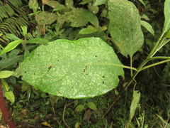 Verbesina arborea