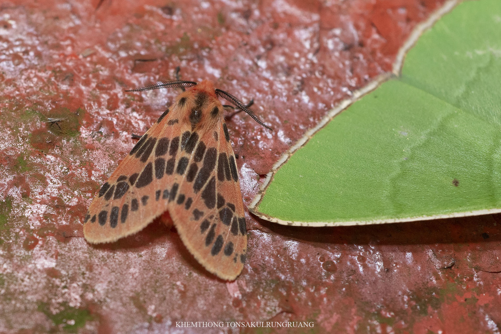 Lemyra alleni