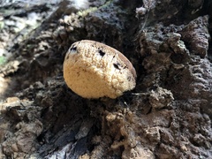Postia pelliculosa