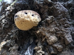 Postia pelliculosa
