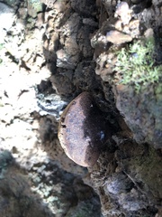 Postia pelliculosa