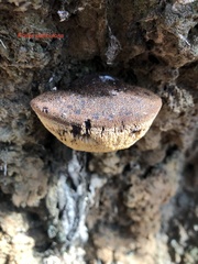 Postia pelliculosa