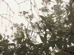 Verbesina arborea