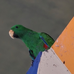 Eclectus roratus