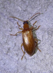 Statira