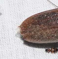 Phoracantha odewahnii