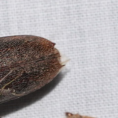 Phoracantha odewahnii