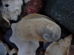 Vulsella