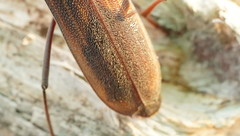 Phoracantha odewahnii