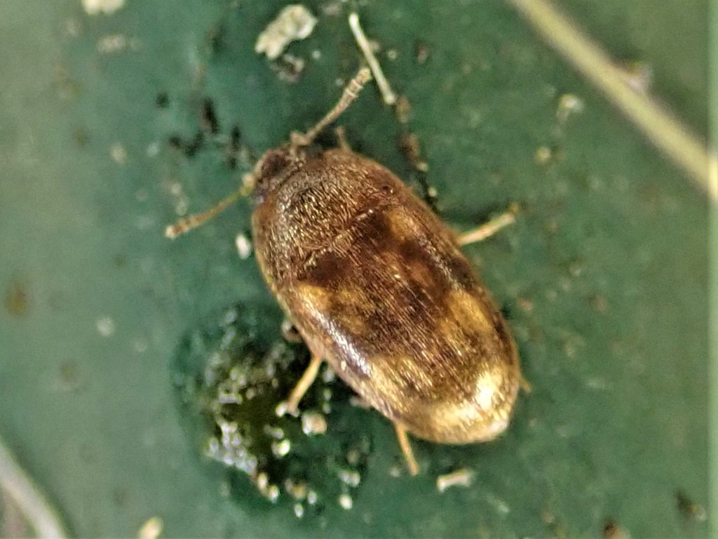 Litargus vestitus