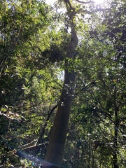Ficus variegata garciae
