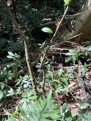 Ficus variegata garciae