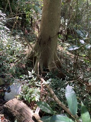 Ficus variegata garciae