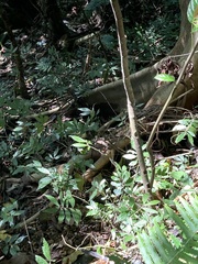 Ficus variegata garciae