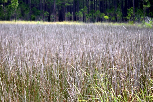 Needlegrass rush (Juncus roemerianus)