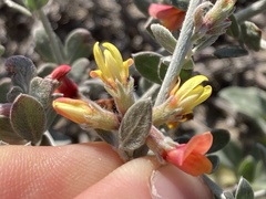 Acmispon distichus