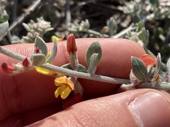 Acmispon distichus