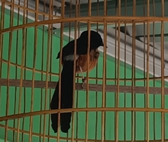 Copsychus malabaricus