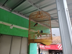 Copsychus malabaricus