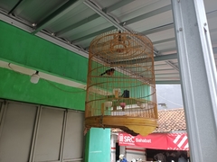 Copsychus malabaricus