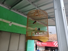 Copsychus malabaricus