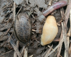 Arion circumscriptus