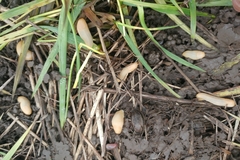 Arion circumscriptus