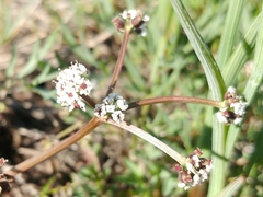Lomatium piperi