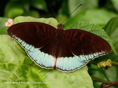 Tanaecia iapis puseda